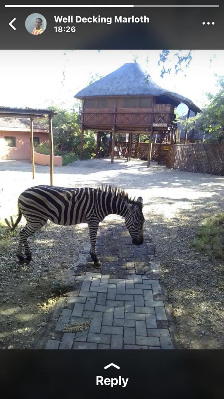 John And Noleen'S Place Marloth Park Extérieur photo
